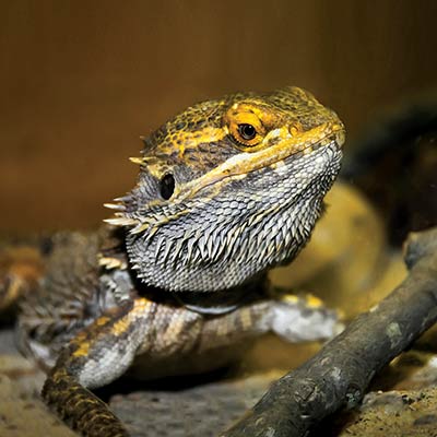 ARCADIA Świetlówka UVB 12% T5 Desert 39W 85cm D3 do terrarium