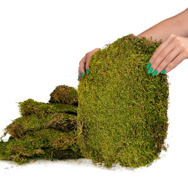 TERRARIO Shadow Forest Moss Żywy Mech Naturalny Płat 35x28cm