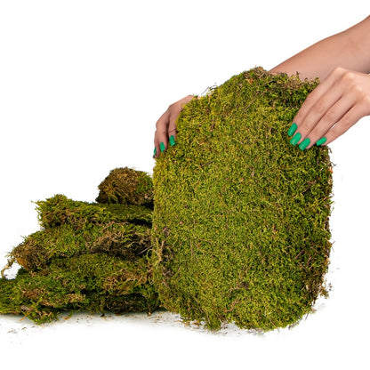 TERRARIO Shadow Forest Moss Żywy Mech Naturalny Płat 35x28cm