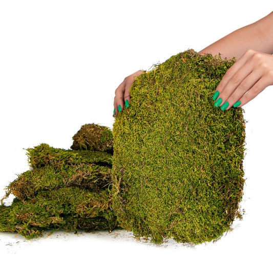 TERRARIO Shadow Forest Moss Żywy Mech Naturalny Płat 35x28cm