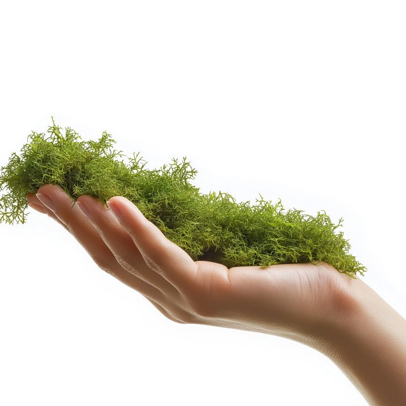 TERRARIO ForestHeart Sphagnum Moss Mech Torfowiec 100g do Terrarium