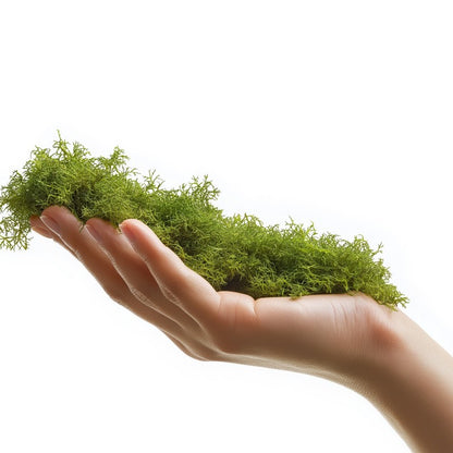 TERRARIO ForestHeart Sphagnum Moss Mech Torfowiec 100g do Terrarium