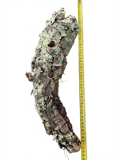 Tuba korkowa do terrarium ok. 43cm średnica otworu ok 3cm