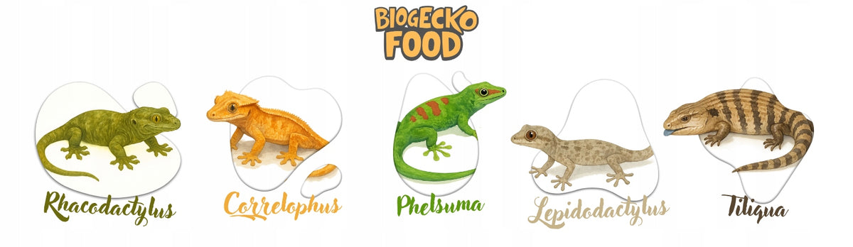 BioGecko Food Banan + Papaja 30g - pokarm (papka) dla gekonów