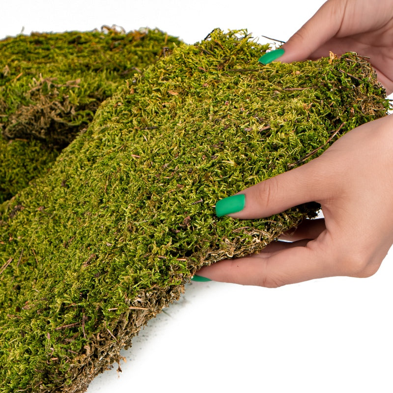 TERRARIO Shadow Forest Moss Żywy Mech Naturalny Płat 35x28cm