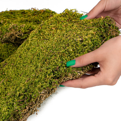 TERRARIO Shadow Forest Moss Żywy Mech Naturalny Płat 35x28cm