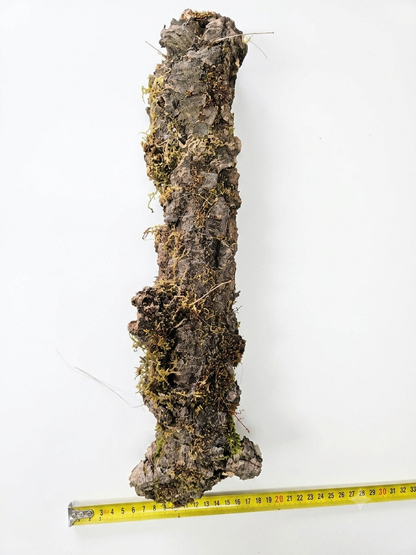 Tuba korkowa do terrarium ok. 50cm średnica otworu ok 4cm