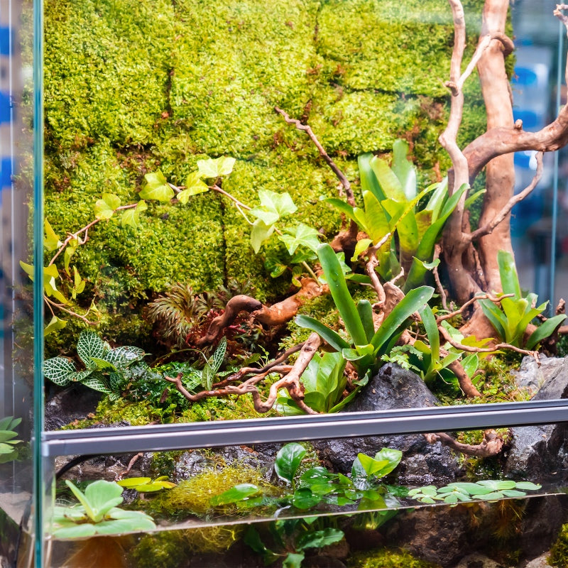TERRARIO Shadow Forest Moss Żywy Mech Naturalny Płat 35x28cm
