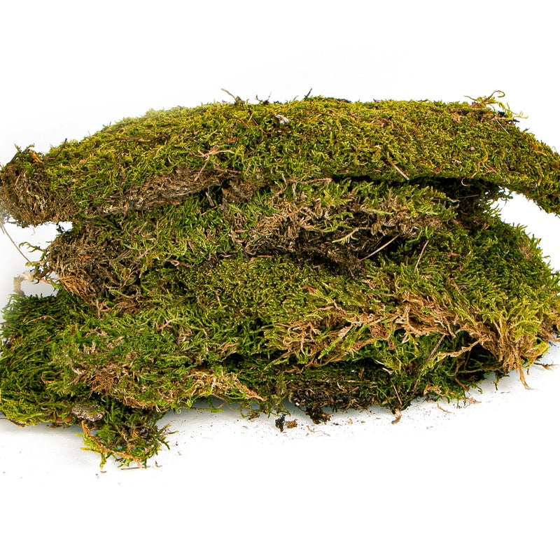 TERRARIO Shadow Forest Moss Żywy Mech Naturalny Płat 35x28cm