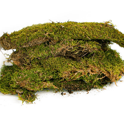 TERRARIO Shadow Forest Moss Żywy Mech Naturalny Płat 35x28cm