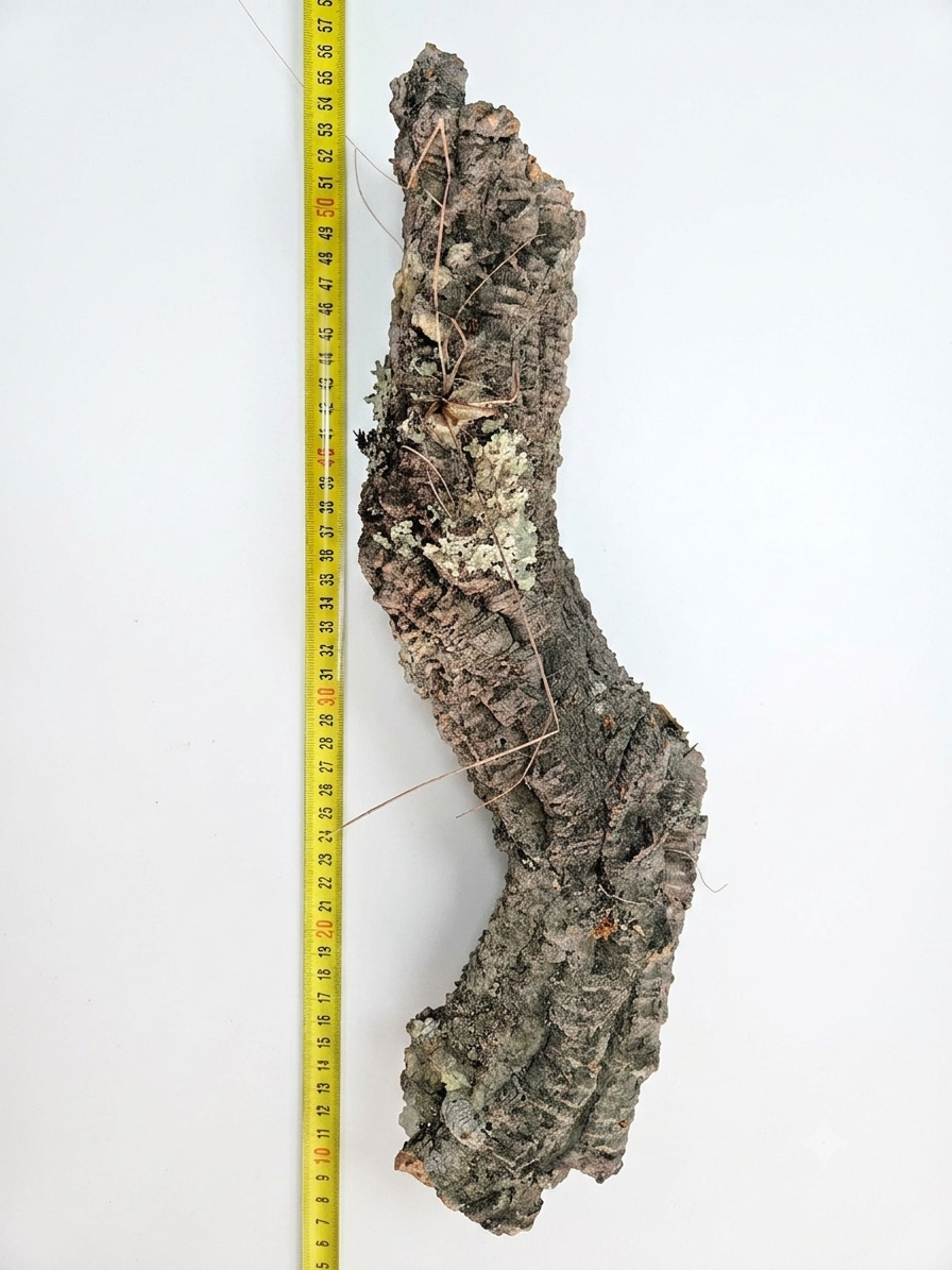 Tuba korkowa do terrarium ok. 42cm średnica otworu ok 4cm