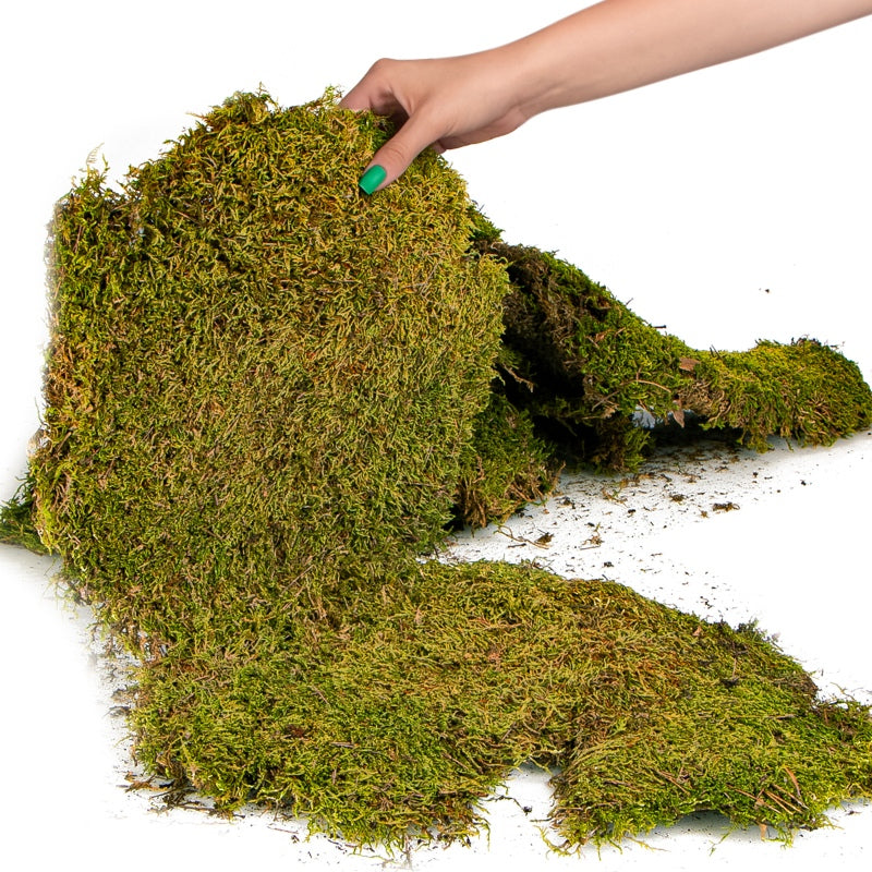 TERRARIO Shadow Forest Moss Żywy Mech Naturalny Płat 35x28cm