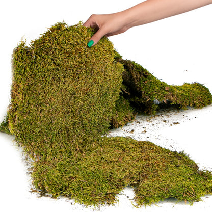 TERRARIO Shadow Forest Moss Żywy Mech Naturalny Płat 35x28cm