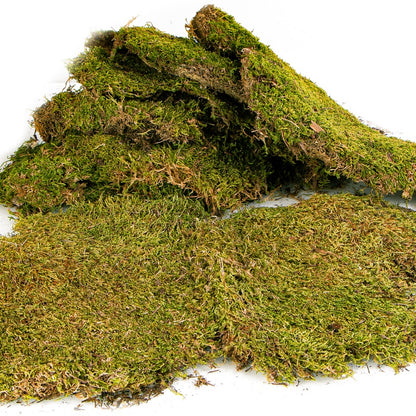 TERRARIO Shadow Forest Moss Żywy Mech Naturalny Płat 35x28cm