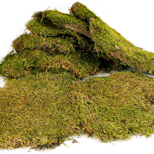 TERRARIO Shadow Forest Moss Żywy Mech Naturalny Płat 35x28cm