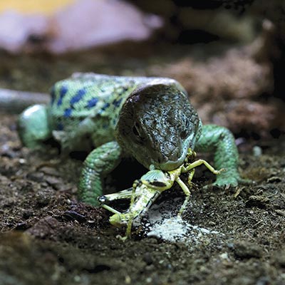 ARCADIA EarthPro ReVitaliseD3 Witaminy D3 dla Gadów i Płazów 100g