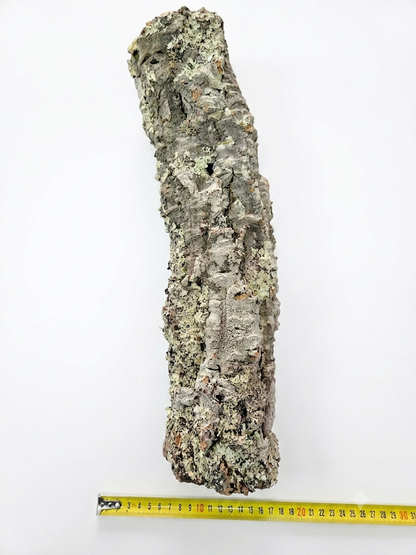 Tuba korkowa do terrarium ok. 45cm średnica otworu ok 6-7cm