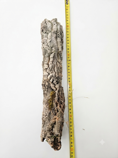 Tuba korkowa do terrarium ok. 37cm średnica otworu ok 3-4cm